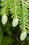 Eastern hemlock